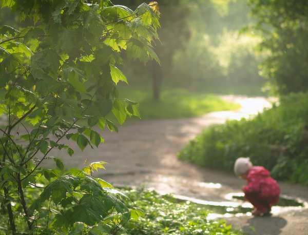 Летний парк после дождя