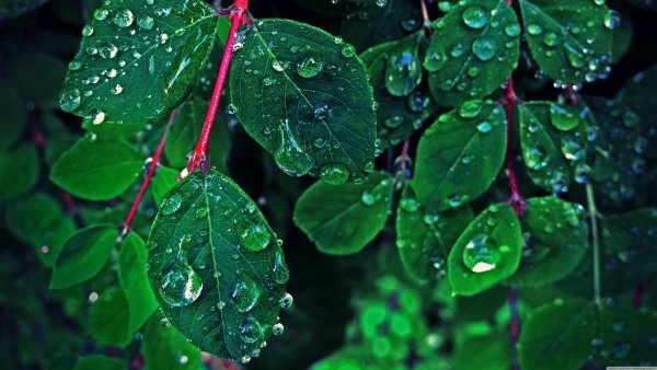 Мокрые листья