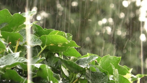 Дождь релакс