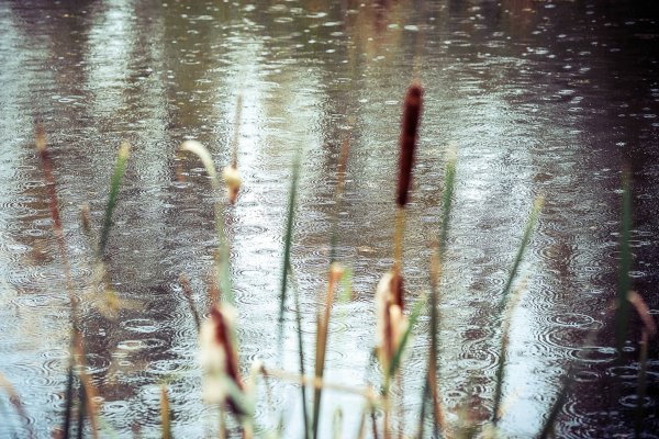 "Мелодия дождя"