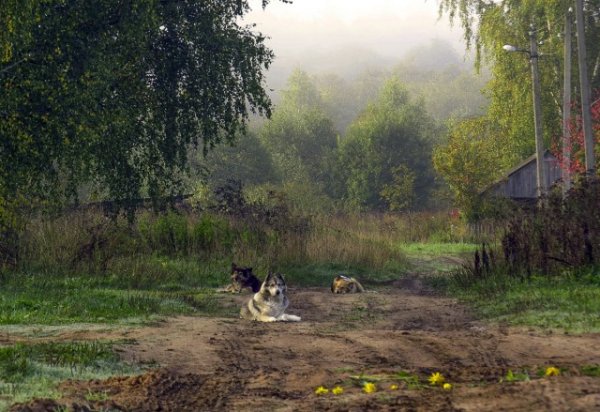 Дождливый день в деревне