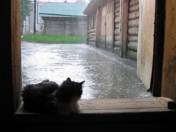 Дождливое утро в деревне