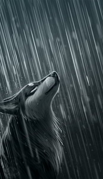 Чёрный волк под дождем