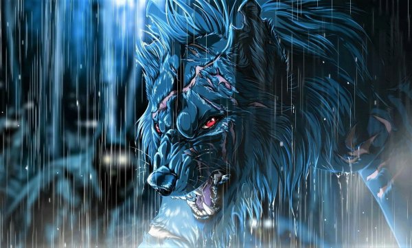 Волк под дождем