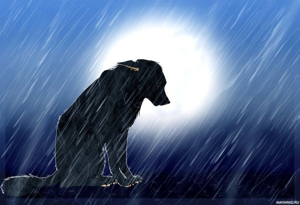 Грустный волк