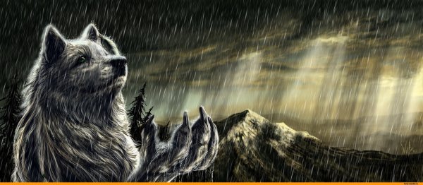 Волк под дождем