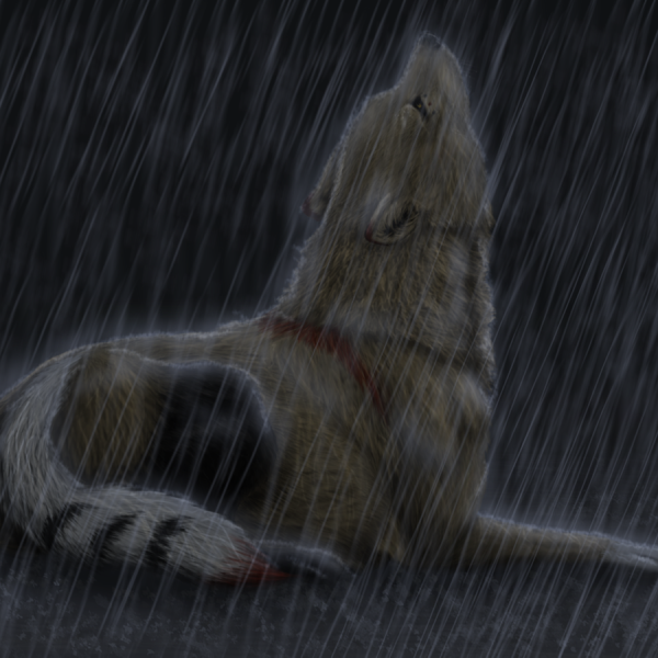 Волк одиночка под дождем