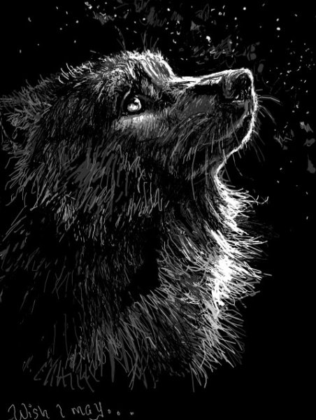 Чёрный волк под дождем