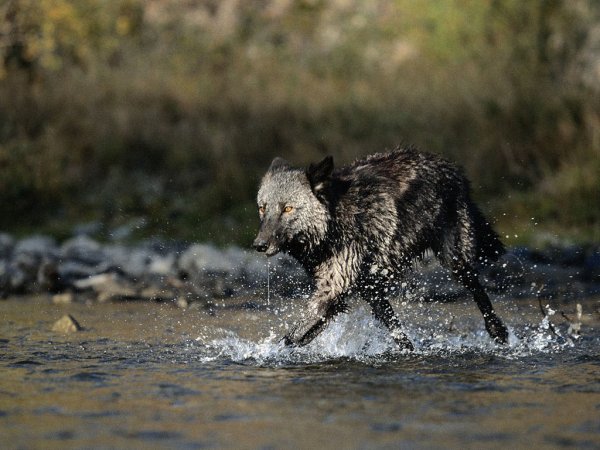 Волк плывет