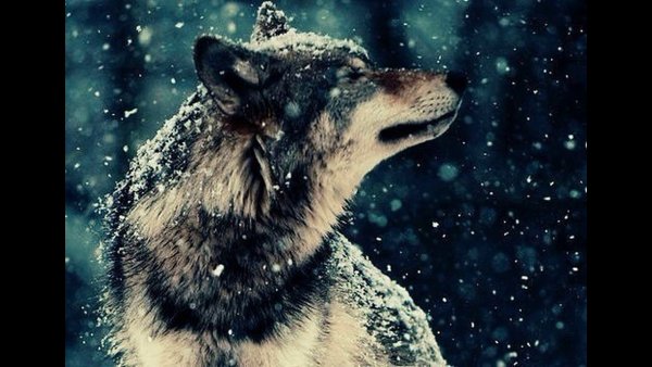 Волк под дождем фото