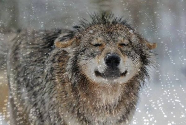 Промокший волк