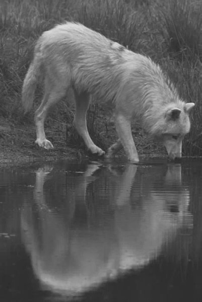 Грустный волк под дождем
