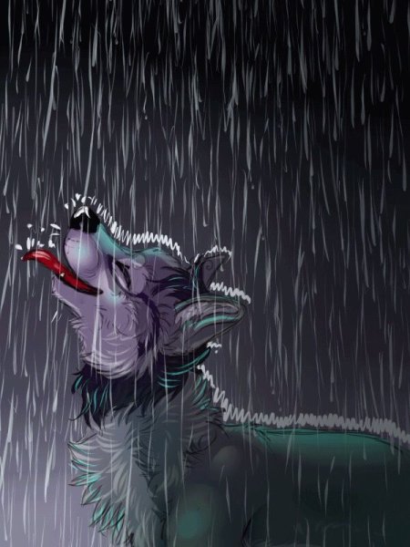 Волк под дождем