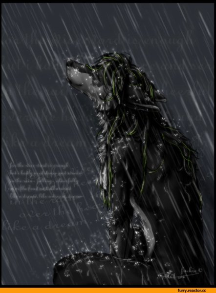 Фурри под дождем