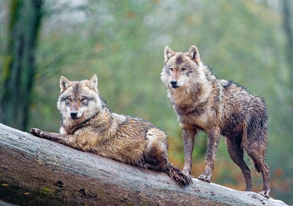 Волк в дикой природе