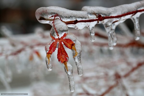 Сосульки на ветках