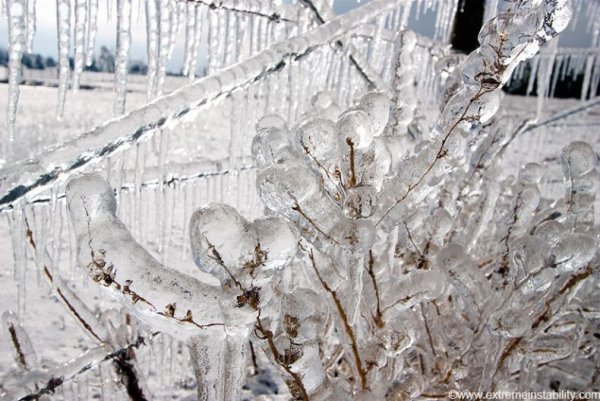 Деревья во льду