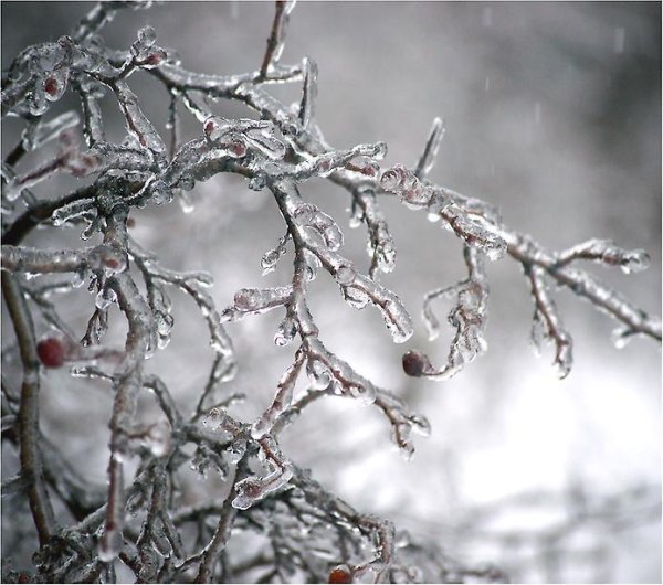 Веточки во льду