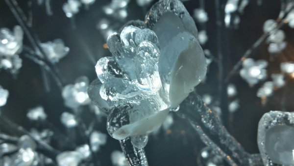 Цветок из льда
