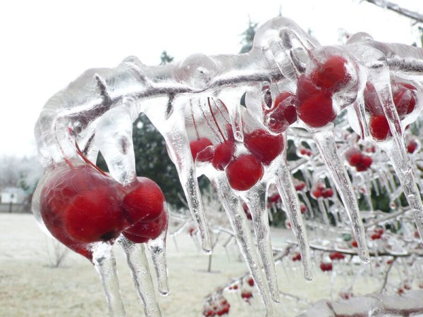 Ледяной дождь