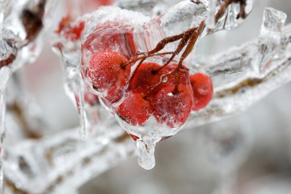 Гололед в природе
