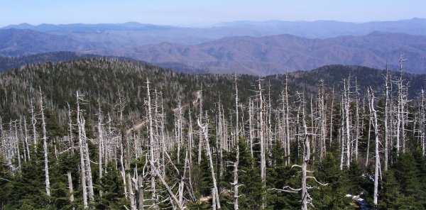 Хвойный лес после кислотного дождя