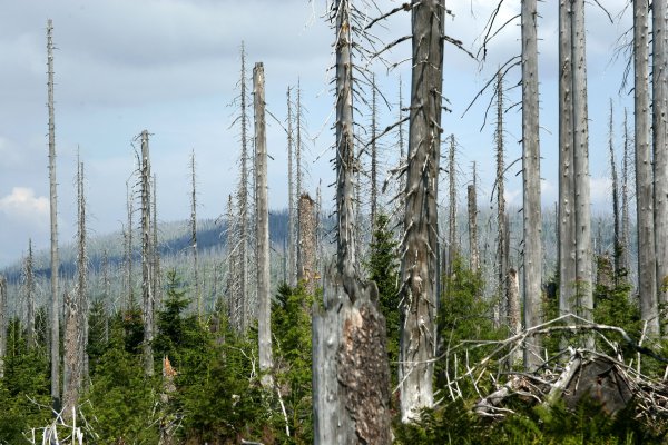 Хвойный лес после кислотного дождя