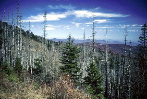 Кислотные дожди в лесу