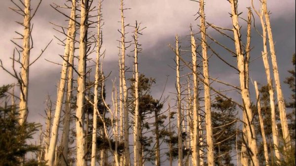 Кислотные дожди