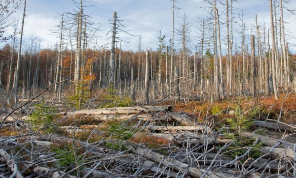 Хвойный лес после кислотного дождя