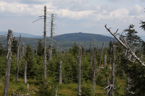 Кислотные дожди в лесу