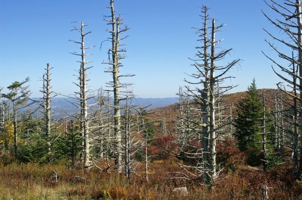 Лес после кислотного дождя