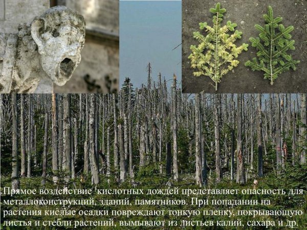 Последствия кислотных дождей