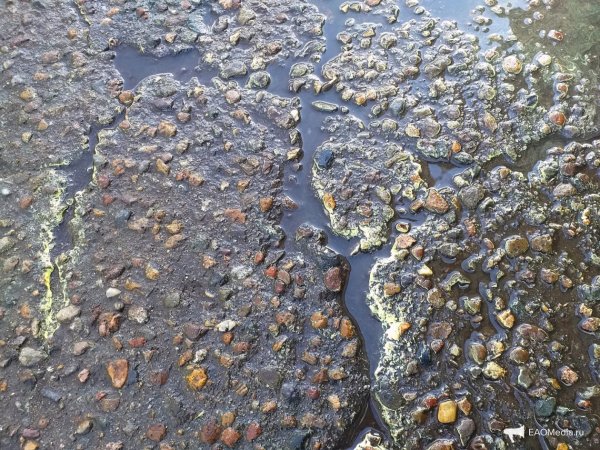 Последствия кислотных дождей