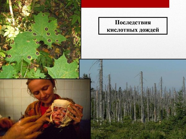 Кислотные осадки последствия