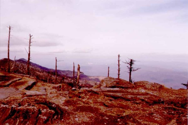 Леса после кислотных дождей