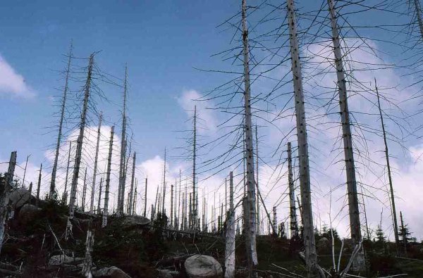 Кислотные дожди