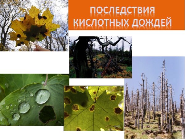 Последствия кислотных дождей