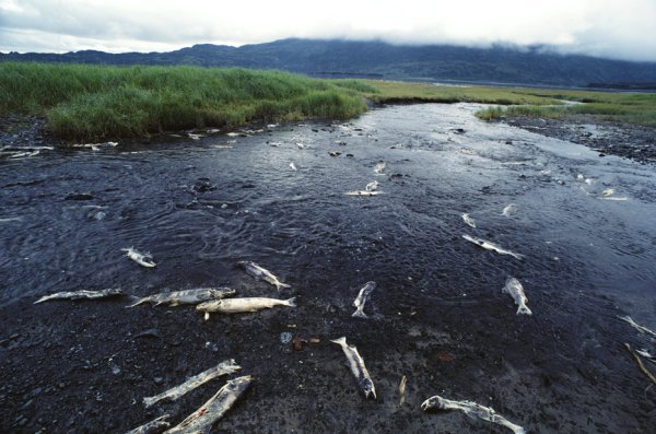Влияние кислотных дождей на водоемы