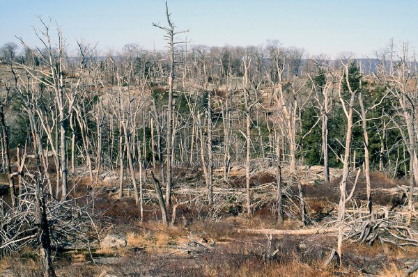 Кислотные дожди плантации