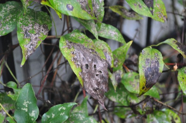 Влияние кислотных дождей на растения