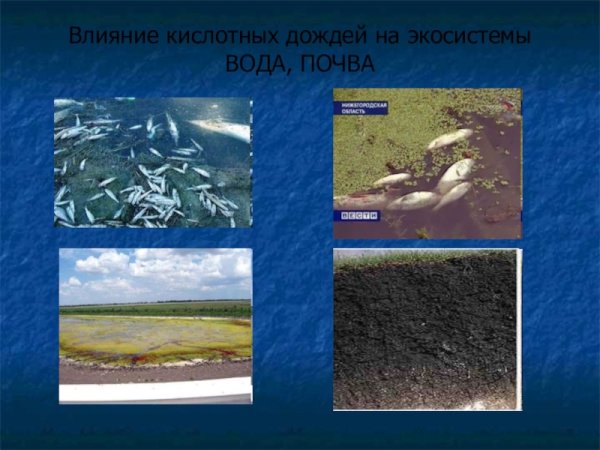 Воздействие кислотных осадков на агроэкосистемы