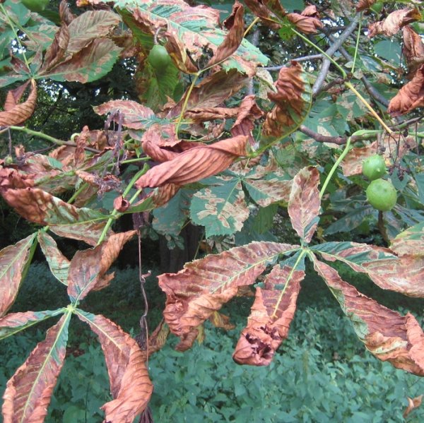 Кислотные дожди растения