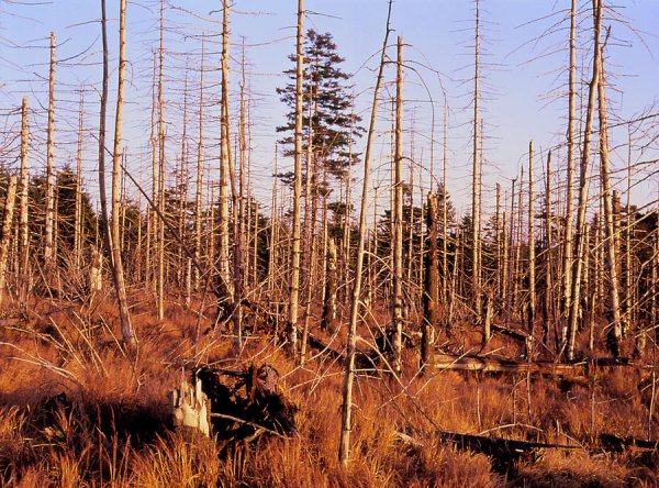 Лес после кислотного дождя