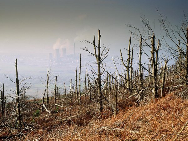 Кислотные дожди вертикально