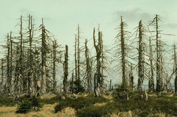 Кислотные дожди в лесу