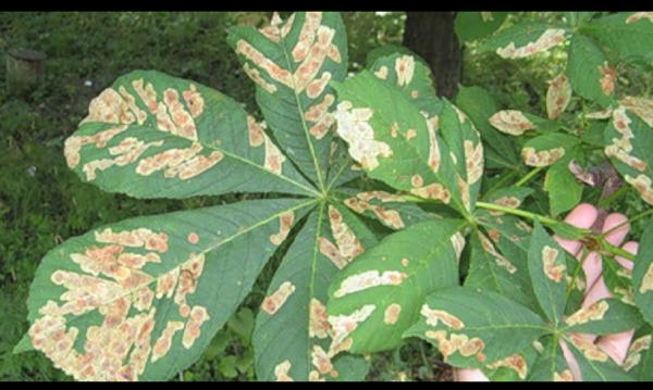 Влияние кислотных дождей на растения