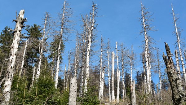 Лес после кислотного дождя