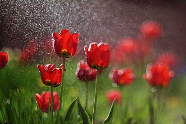 Цветы тюльпаны под дождем
