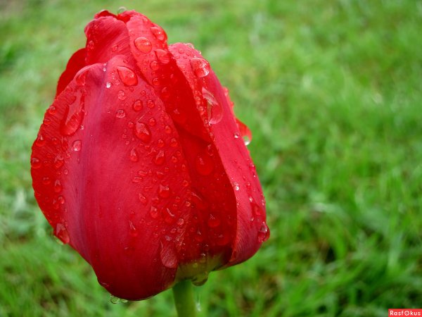 Тюльпаны под дождем